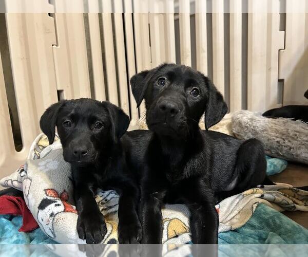 Medium Photo #2 Labrador Retriever Puppy For Sale in Clovis, CA, USA