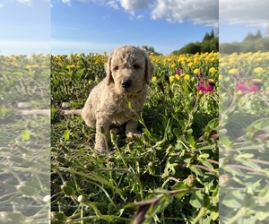 Goldendoodle Puppy for Sale in ANCHOR POINT, Alaska USA