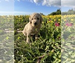 Small Photo #1 Goldendoodle Puppy For Sale in ANCHOR POINT, AK, USA