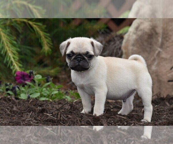 View Ad Pug Litter of Puppies for Sale near Delaware, HARTLY, USA. ADN