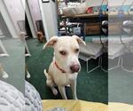 Small #2 Labrador Retriever Mix
