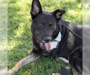 Santiago - Male Mutt Dog for Adoption - Photo #17