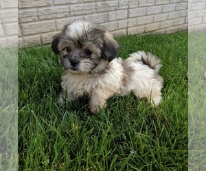Zuchon Puppy for sale in FREDERICKSBURG, OH, USA
