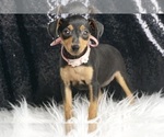 Small #6 Miniature Pinscher