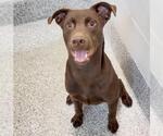 Small #1 Labrador Retriever