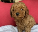 Small #23 Goldendoodle (Miniature)