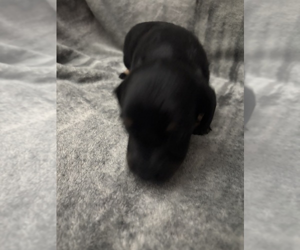 Medium Photo #1 Chiweenie Puppy For Sale in ROANOKE, VA, USA