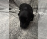 Puppy Puppy 2 Chiweenie