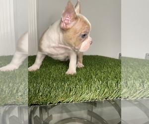 French Bulldog Puppy for sale in OPA LOCKA, FL, USA