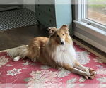 Small #5 Collie