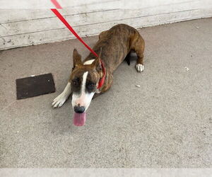 Bull Terrier Dogs for adoption in San Bernardino, CA, USA