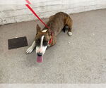 Small Bull Terrier
