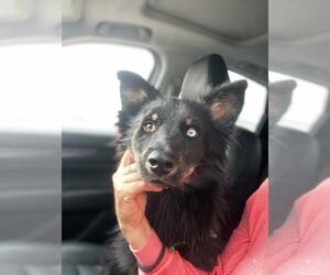 Australian Shepherd-Unknown Mix Dogs for adoption in Escondido, CA, USA