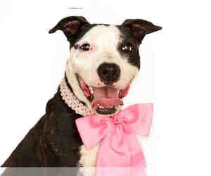 Medium American Pit Bull Terrier