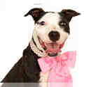 Small American Pit Bull Terrier