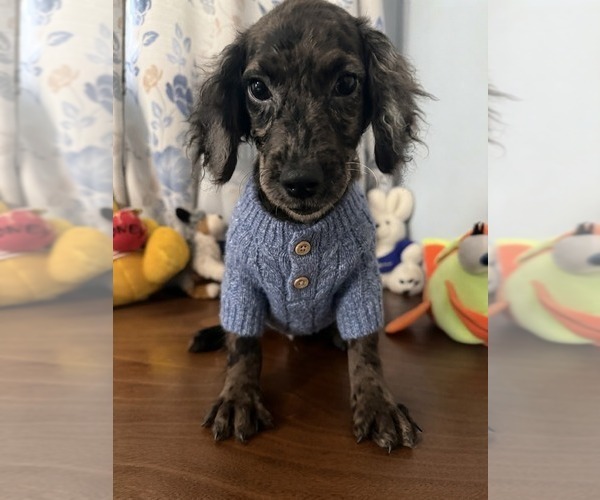Medium Photo #8 Cockapoo (Miniature) Puppy For Sale in DURHAM, CT, USA