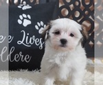 Small #1 Zuchon
