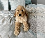 Small Photo #4 Goldendoodle Puppy For Sale in PENSACOLA, FL, USA