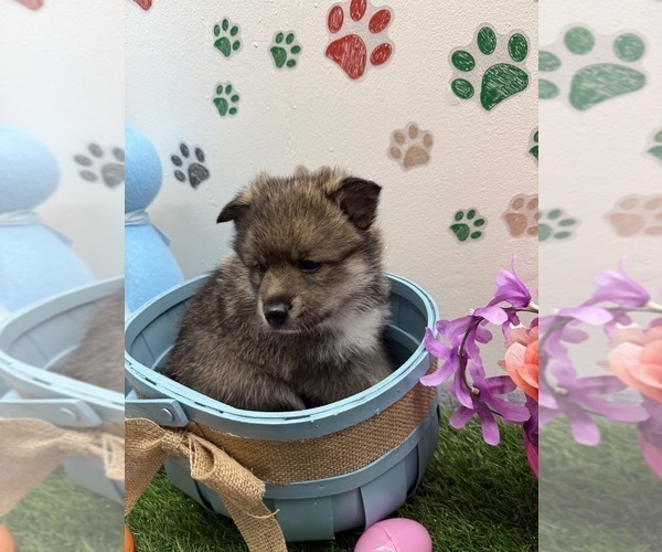 Medium Photo #4 Pomsky-Shiba Inu Mix Puppy For Sale in NASHUA, NH, USA