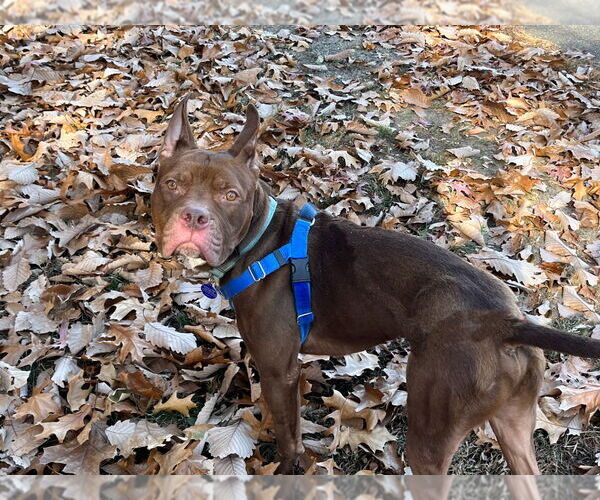 Medium Photo #4 American Staffordshire Terrier-Unknown Mix Puppy For Sale in Sayreville, NJ, NJ, USA