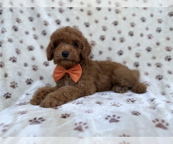 Medium Photo #4 Cock-A-Poo Puppy For Sale in LAKELAND, FL, USA