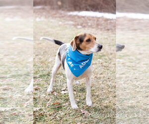 Blue - Male Beagle Dog for Adoption - Photo #3