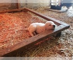 Small #15 Great Pyrenees