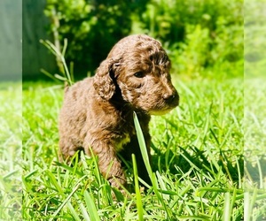 Labradoodle Puppy for sale in PICAYUNE, MS, USA