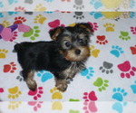 Small Photo #2 Yorkshire Terrier Puppy For Sale in ORO VALLEY, AZ, USA