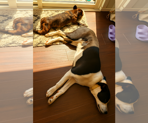 Orbit - Female Border Collie-Unknown Mix Dog for Adoption - Photo #12