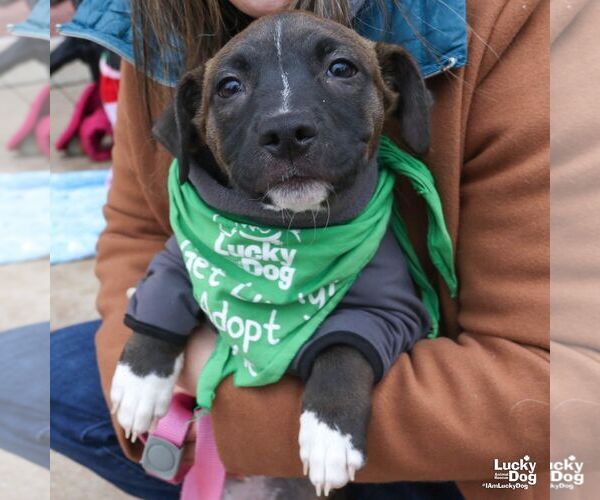 Medium Photo #1 Labrador Retriever-Unknown Mix Puppy For Sale in Washington, DC, USA