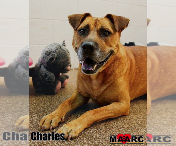 Medium Photo #4 Boxer-Mountain Cur Mix Puppy For Sale in Maryville, TN, USA