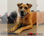 Small #3 Boxer-Mountain Cur Mix