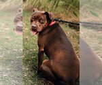 Small #7 American Staffordshire Terrier-Labrador Retriever Mix