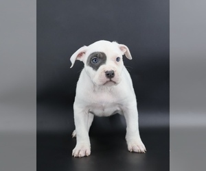 American Bully Puppy for sale in CHAMPAIGN, IL, USA