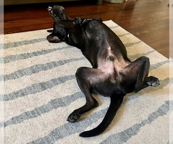 Medium Photo #16 Chocolate Labrador retriever-Labrador Retriever Mix Puppy For Sale in Houston, TX, USA