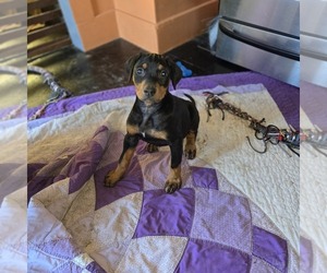 Doberman Pinscher Puppy for sale in CARLINVILLE, IL, USA
