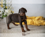 Small #1 Doberman Pinscher