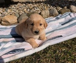 Small #1 Golden Retriever