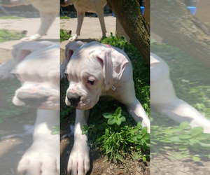 Boxer Puppy for sale in HIGHLAND LAKES, NJ, USA