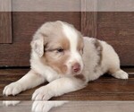 Small Photo #1 Australian Shepherd Puppy For Sale in JEROMESVILLE, OH, USA