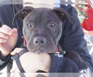 American Pit Bull Terrier-American Staffordshire Terrier Mix Dogs for adoption in Chester, VA, USA