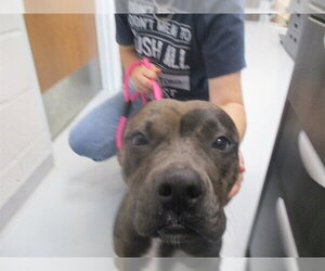 Catahoula Leopard Dog-Unknown Mix Dogs for adoption in Ocala, FL, USA