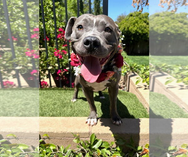 Medium Photo #7 American Pit Bull Terrier-American Staffordshire Terrier Mix Puppy For Sale in Redlands, CA, USA