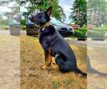 Small Photo #1 German Shepherd Dog Puppy For Sale in LACEY, WA, USA