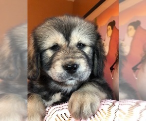 Tibetan Mastiff Puppy for sale in LAWSON, MO, USA