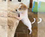 Small #1 Golden Labrador