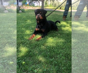 Rottweiler Puppy for sale in MIDDLE ISLAND, NY, USA