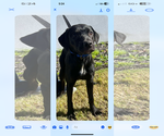 Small Labrador Retriever Mix