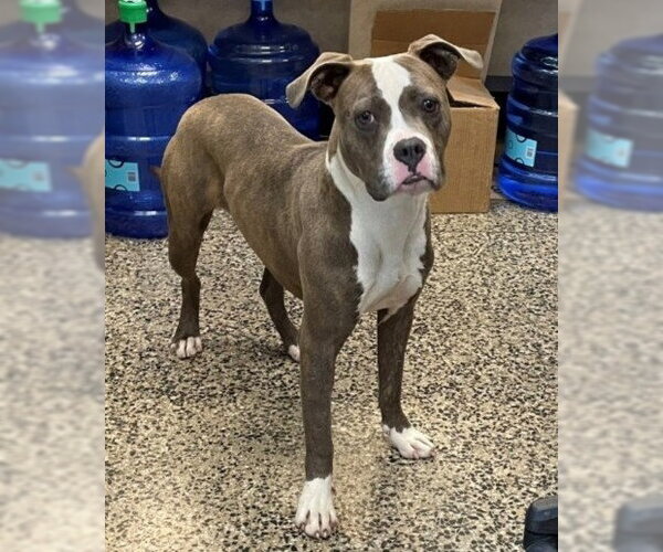 Medium Photo #1 American Pit Bull Terrier Puppy For Sale in Tracy, CA, USA